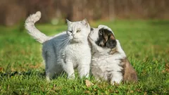 Hoe leer je je hond om niet op katten te reageren?