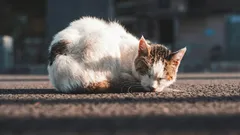 Zijn zwerfkatten dankbaar als ze in huis worden genomen?