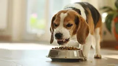 Wat het betekent als je hond gromt tijdens het eten, volgens specialisten