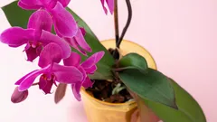 Zo laat je je orchidee het hele jaar bloeien met meststof die al in je koelkast staat