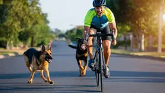Hoe je je hond leert niet naar auto's en fietsen te springen - de beste tips van de experts.