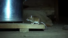 Hoe bescherm je je huis en voorraadkast tegen muizen: effectieve tips