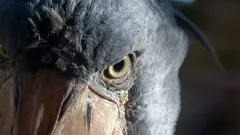 Een van de vreemdste en meest majestueuze vogels ter wereld die op krokodillen jaagt