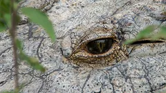 De oudste krokodil ter wereld: zo ziet een 124 jaar oud natuurwonder genaamd Henry eruit.